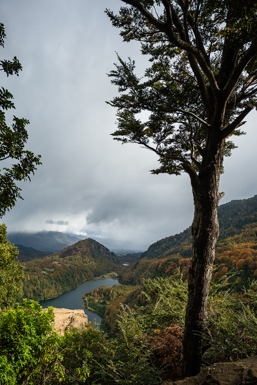 Arbol solitario y valle nublado
